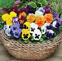 Pansy Flower Flower seeds for Planting - Wildflower Mix, Heirloom & GMO Free Seeds for Home Garden