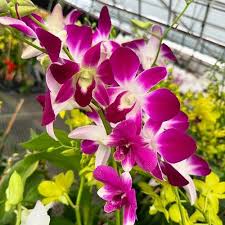 White Pink Phalaenopsis Orchid Seeds for Planting Colorful Display Heirloom & GMO Free Seeds for Home Garden
 
 Sale