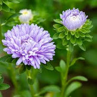 Purple China Aster Flower Seeds for Planting Wildflower Mix Heirloom & GMO Free Seeds for Home Garden
 
 Sale