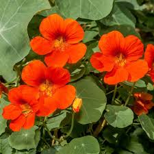 Orange Hanging Nasturtium Seeds Flower seeds for Planting Bright Blooms Heirloom & GMO Free Seeds for Home Garden