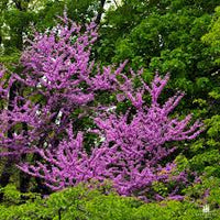 Heirloom Cercis Siliquastrum Flower seeds for Planting Easy to Grow Heirloom & GMO Free Seeds for Home Garden 
 
 Sale