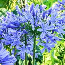 Blue Agapanthus Flower seeds for Planting - Easy to Grow, Heirloom & GMO Free Seeds for Home Garden