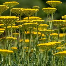 Yarrow Flower seeds for Planting Wildflower Mix Heirloom & GMO Free Seeds for Home Garden