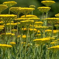 Yarrow Flower seeds for Planting Wildflower Mix Heirloom & GMO Free Seeds for Home Garden