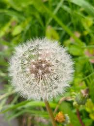 Poof Flower seeds for Planting - Fragrant Blossoms, Heirloom & GMO Free Seeds for Home Garden