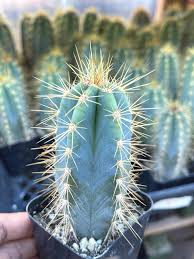 Heirloom Pilosocereus Flower seeds for Planting Hardy Variety Heirloom & GMO Free Seeds for Home Garden
