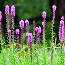 Purple Liatris Flower seeds for Planting - Colorful Display, Heirloom & GMO Free Seeds for Home Garden
