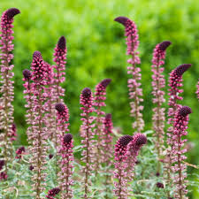 Lysimachia Flower seeds for Planting Perfect for Borders Heirloom & GMO Free Seeds for Home Garden