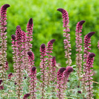 Lysimachia Flower seeds for Planting Perfect for Borders Heirloom & GMO Free Seeds for Home Garden