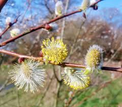 Flame Willow Flower seeds for Planting - Shade Tolerant, Heirloom & GMO Free Seeds for Home Garden