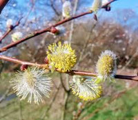 Flame Willow Flower seeds for Planting - Shade Tolerant, Heirloom & GMO Free Seeds for Home Garden