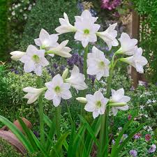White Green Amaryllis Flower Seeds for Planting Bright Blooms Heirloom & GMO Free Seeds for Home Garden
 
 Sale