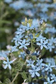 Rare Tweedia Flower seeds for Planting - Drought Tolerant, Heirloom & GMO Free Seeds for Home Garden