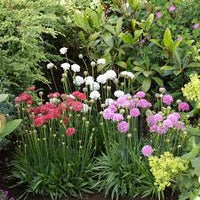 Mixed Joystick Flower seeds for Planting - Low Maintenance, Heirloom & GMO Free Seeds for Home Garden