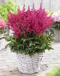 Astilbe Flower seeds for Planting Hardy Variety Heirloom & GMO Free Seeds for Home Garden