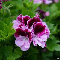 Purple Pink Geranium Flower Seeds for Planting, Heirloom Non-GMO, High Germination Organic Garden Seeds