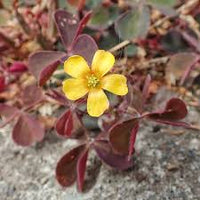 Yellow Brown Oxalis Flower Seeds for Planting Cut Flower Favorite Heirloom & GMO Free Seeds for Home Garden
 
 Sale