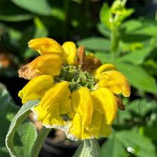 Sage Jerusalem Flower seeds for Planting Perfect for Borders Heirloom & GMO Free Seeds for Home Garden 
 
 Sale