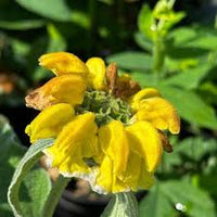 Sage Jerusalem Flower seeds for Planting Perfect for Borders Heirloom & GMO Free Seeds for Home Garden 
 
 Sale