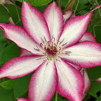 Red White Clematis Flower seeds for Planting Bright Blooms Heirloom & GMO Free Seeds for Home Garden