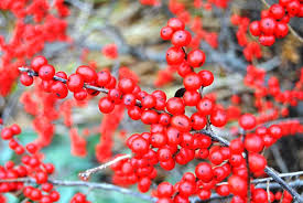 Red Verticillata Fruit Seeds for Planting - Grow Delicious Red Fruits