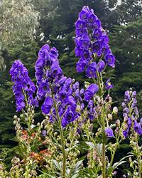 Blue Aconitum Napellus Flower seeds for Planting - Premium Quality, Heirloom & GMO Free Seeds for Home Garden