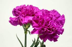 Violet Caryophyllus Flower seeds for Planting - Shade Tolerant, Heirloom & GMO Free Seeds for Home Garden