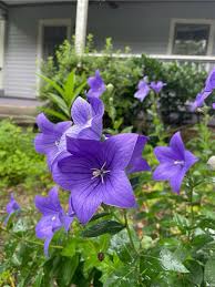 Violet Grandiflorus Flower seeds for Planting - Shade Tolerant, Heirloom & GMO Free Seeds for Home Garden