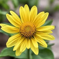 Aster Flower Seeds for Planting - Vibrant Yellow-Green Blooms for Stunning Garden Arrangements
