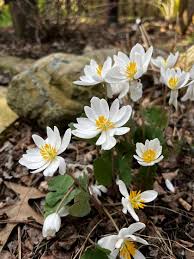 White Sanguinaria Flower seeds for Planting - Drought Tolerant, Heirloom & GMO Free Seeds for Home Garden