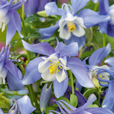 Aquilegia Columbine flower Seeds, Ideal for Woodland Planting