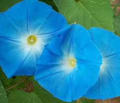 Giant Blue Moon Flower Seeds for Planting | Premium Flower Seeds for Vibrant Gardens