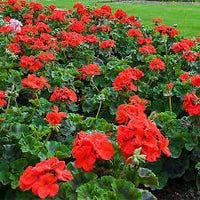 Light Red Univalve Geranium Flower Seeds for Planting Drought Tolerant Heirloom & GMO Free Seeds for Home Garden
 
 Sale