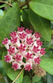 White Pink Hoya Flower Seeds for Planting Premium Quality Heirloom & GMO Free Seeds for Home Garden
 
 Sale