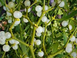 White Mistletoe Flower seeds for Planting - Low Maintenance, Heirloom & GMO Free Seeds for Home Garden