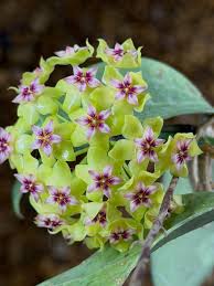 Green Purple Hoya Carnosa Flower Seeds for Planting Low Maintenance Heirloom & GMO Free Seeds for Home Garden
 
 Sale
