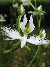 Egret Dove Orchid Flower seeds for Planting - Sun Loving, Heirloom & GMO Free Seeds for Home Garden