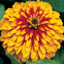 Red Yellow Zinnia Flower seeds for Planting Easy to Grow Heirloom & GMO Free Seeds for Home Garden