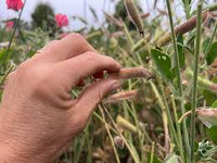 Brown Sweet Pea Flower Seeds – Seasonal Bloomer Heirloom & NonGMO Seeds for Home Garden Planting
 
 Sale