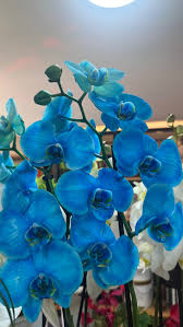 Blue Cymbidium Flower Seeds for Planting