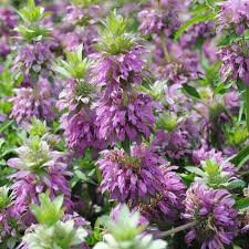 Purple Monarda Punctata Flower seeds for Planting - Seasonal Bloomer, Heirloom & GMO Free Seeds for Home Garden