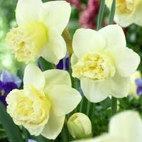 White Yellow Double Narcissus Flower Seeds for Planting Premium Quality Heirloom & GMO Free Seeds for Home Garden
 
 Sale
