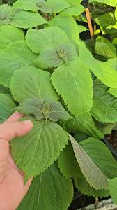 Mixed Perilla Seeds for Planting