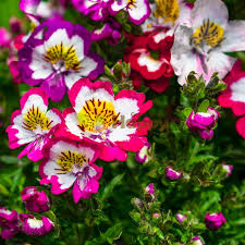 Schizanthus Flower seeds for Planting Cut Flower Favorite Heirloom & GMO Free Seeds for Home Garden