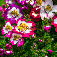 Schizanthus Flower seeds for Planting Cut Flower Favorite Heirloom & GMO Free Seeds for Home Garden