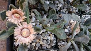 Titanopsis Fulleri Flower seeds for Planting - Low Maintenance, Heirloom & GMO Free Seeds for Home Garden