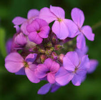 Hesperis Flower seeds for Planting Colorful Display Heirloom & GMO Free Seeds for Home Garden