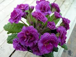 Violet Primrose Seeds for Planting: Brighten Your Landscape
