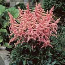 Bressingham Perennial Flower Seeds for Planting