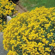 Yellow Aubrieta Flower Seeds for Planting Drought Tolerant Heirloom & GMO Free Seeds for Home Garden
 
 Sale